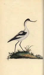 Avoceta común, Recurvirostra avosetta. Grabado a mano coloreado por Edward Donovan de su propia 