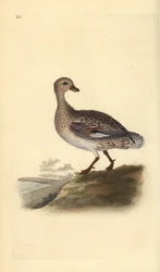 Ánade friso (hembra), Anas strepera. Grabado en cobre coloreado a mano dibujado y grabado por Edward Donovan de su propia “Historia Natural de las Aves Británicas,” Londres