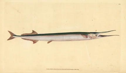 Aguja de mar, Belone belone. Grabado a mano coloreado por Edward Donovan de su Historia Natural de los Peces Británicos, Donovan y F.C. y J. Rivington, Londres