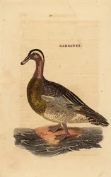 Cerceta carretona, Spatula querquedula, pequeño pato buceador
