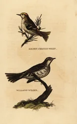 Reyezuelo sencillo, Regulus regulus, y mosquitero musical, Phylloscopus trochilus