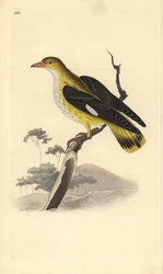Oropéndola europea (hembra), Oriolus oriolus