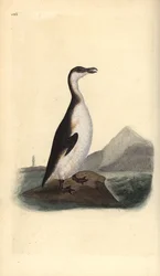 Alca gigante, Pinguinus impennis, cazada hasta la extinción por recolectores de huevos en 1844. Grabado en cobre coloreado a mano dibujado y grabado por Edward Donovan de su propia “Historia Natural de las Aves Británicas,” Londres