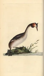 Somormujo lavanco, Podiceps cristatus