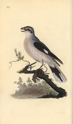 Alcaudón norteño (hembra), Lanius excubitor. Grabado a mano coloreado por Edward Donovan de su propia Historia Natural de las Aves Británicas, Londres