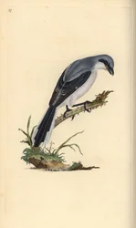 Alcaudón norteño, Lanius excubitor. Grabado en cobre coloreado a mano dibujado y grabado por Edward Donovan de su propia “Historia Natural de las Aves Británicas,” Londres
