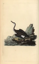 Colimbo grande o buceador, Gavia immer. Grabado en cobre coloreado a mano dibujado y grabado por Edward Donovan de su propia “Historia Natural de las Aves Británicas,” Londres