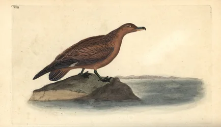Págalo grande, Stercorarius skua. Grabado en cobre coloreado a mano dibujado y grabado por Edward Donovan de su propia "Historia Natural de las Aves Británicas," Londres