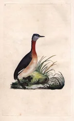 Podiceps grisegena (Podiceps ruficollis), somormujo alegre. Grabado en cobre por Edward Donovan (1768-1837), publicado en Historia natural de las aves británicas, Londres