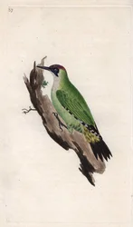 Pito real. Picus viridis. Grabado en cobre por Edward Donovan (1768-1837), publicado en Historia natural de las aves británicas, Londres