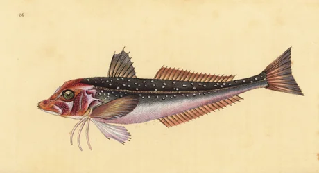 Eutrigla gurnardus (Trigla gurnardus), gallineta gris. Grabado en cobre coloreado a mano dibujado y grabado por Edward Donovan de su Historia Natural de los Peces Británicos, Donovan y F.C. y J. Rivington, Londres