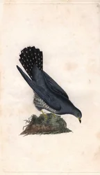 Cuculus canorus, cuco gris. Grabado en cobre por Edward Donovan (1768-1837), publicado en Historia natural de las aves británicas, Londres
