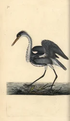 Garza real, Ardea cinerea. Grabado en cobre coloreado a mano dibujado y grabado por Edward Donovan de su propia "Historia Natural de las Aves Británicas," Londres