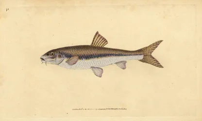 Gobio, Gobio gobio (Cyprinus gobio). Grabado en cobre coloreado a mano dibujado y grabado por Edward Donovan de su Historia Natural de los Peces Británicos, Donovan y F.C. y J. Rivington, Londres