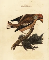 Picogordo, Coccothraustes coccothraustes