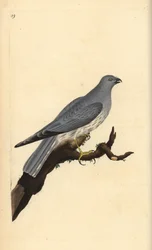 Aguilucho pálido, Circus cyaneus (grabado a mano por Edward Donovan de su 