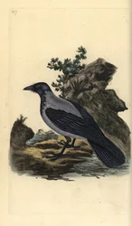 Corneja cenicienta, Corvus cornix. Grabado en cobre coloreado a mano dibujado y grabado por Edward Donovan de su propia “Historia Natural de las Aves Británicas,” Londres