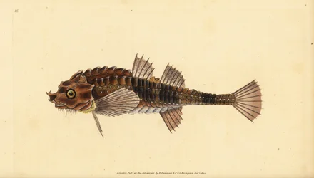 Agonus cataphractus (Pogge o pez toro armado, Cottus cataphractus), pez nariz de gancho. Grabado en cobre coloreado a mano dibujado y grabado por Edward Donovan de su Historia Natural de los Peces Británicos, Donovan y F.C. y J. Rivington, Londres