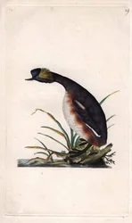 Podiceps auritus (Colymbus auritus), somormujo cornudo o somormujo de orejas. Grabado en cobre por Edward Donovan (1768-1837), publicado en Historia natural de las aves británicas, Londres
