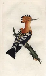 Abubilla. Upupa epops. Grabado en cobre por Edward Donovan, publicado en Histoire naturelle des oiseaux britanniques, Londres