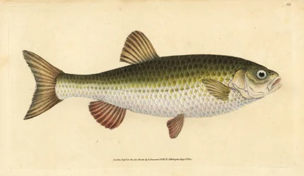 Ido, Leuciscus idus. Grabado a mano coloreado por Edward Donovan de su Historia Natural de los Peces Británicos, Donovan y F.C. y J. Rivington, Londres