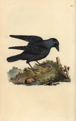 Grajilla, Corvus monedula, con gusano. Ilustración de "Natural History of British Birds" de Edward Donovan (1794-1819)