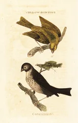 Escribano amarillo japonés, Emberiza sulphurata, y escribano triguero, Emberiza calandra