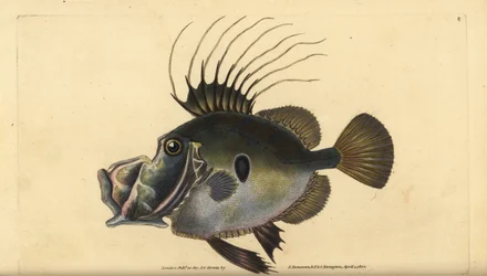 San Pedro o Dorada, Zeus faber. Grabado en cobre coloreado a mano dibujado y grabado por Edward Donovan de su Historia Natural de los Peces Británicos, Donovan y F.C. y J. Rivington, Londres