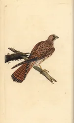 Cernícalo, Falco tinnunculus, hembra