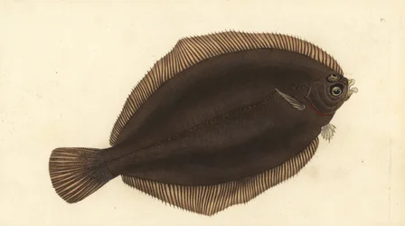 Platija limón, Microstomus kitt. Grabado a mano coloreado por Edward Donovan de su Historia Natural de los Peces Británicos, Donovan y F.C. y J. Rivington, Londres