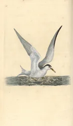 Charrán común, Sternula albifrons. Grabado en cobre coloreado a mano dibujado y grabado por Edward Donovan de su propia "Historia Natural de las Aves Británicas," Londres