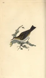 Mosquitero común, Hippolais polyglotta. Grabado en cobre coloreado a mano dibujado y grabado por Edward Donovan de su propia “Historia Natural de las Aves Británicas,” Londres