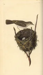 Curruca zarcera, Sylvia communis, con nido y huevo. Grabado a mano coloreado por Edward Donovan de su propia Historia Natural de las Aves Británicas, Londres
