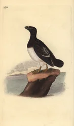 Mergulo atlántico (hembra), Alle alle. Grabado en cobre coloreado a mano dibujado y grabado por Edward Donovan de su propia "Historia Natural de las Aves Británicas," Londres