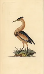 Avetorillo común, Ixobrychus minutus. Grabado en cobre coloreado a mano dibujado y grabado por Edward Donovan de su propia 