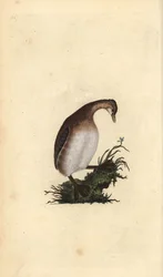 Zampullín chico, Tachybaptus ruficollis. Grabado en cobre coloreado a mano dibujado y grabado por Edward Donovan de su propia 