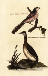 Mito, Aegithalos caudatus, y somormujo cuellirrojo, Podiceps grisegena