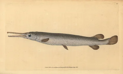 Pez aguja de nariz larga, Lepisosteus osseus. Grabado a mano coloreado por Edward Donovan de su Historia Natural de los Peces Británicos, Donovan y F.C. y J. Rivington, Londres