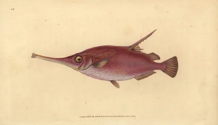 Pez trompeta de espina larga, Macroramphosus scolopax (grabado a mano por Edward Donovan de su 