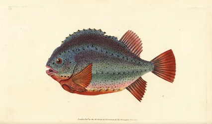 Pez lobo, Cyclopterus lumpus. Grabado a mano coloreado por Edward Donovan de su Historia Natural de los Peces Británicos, Donovan y F.C. y J. Rivington, Londres