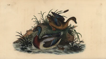 Ánades reales, Anas platyrhynchos, pareja macho y hembra. Ilustración de "Natural History of British Birds" de Edward Donovan, Londres