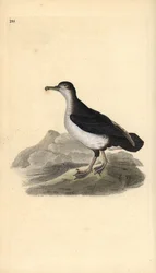 Pardela pichoneta, Puffinus puffinus. Grabado en cobre coloreado a mano dibujado y grabado por Edward Donovan de su propia “Historia Natural de las Aves Británicas,” Londres