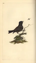 Carbonero palustre, Poecile palustris. Grabado en cobre coloreado a mano dibujado y grabado por Edward Donovan de su propia 
