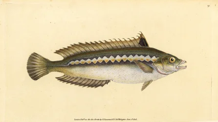 Pez arcoíris mediterráneo, Coris julis. Grabado a mano coloreado por Edward Donovan de su Historia Natural de los Peces Británicos, Donovan y F.C. y J. Rivington, Londres
