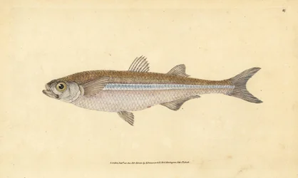 Atherina hepsetus, pez de arena del Mediterráneo o aterina europea. Grabado en cobre coloreado a mano dibujado y grabado por Edward Donovan de su Historia Natural de los Peces Británicos, Donovan y F.C. y J. Rivington, Londres