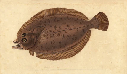 Lepidorhombus whiffiagonis (Pleuronectes megastoma), pez megrim o whiff. Grabado en cobre coloreado a mano dibujado y grabado por Edward Donovan de su Historia Natural de los Peces Británicos, Donovan y F.C. y J. Rivington, Londres