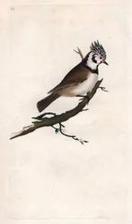 Herrerillo capuchino. Lopophanes cristatus cristatus. Grabado en cobre por Edward Donovan, publicado en Histoire naturelle des oiseaux britanniques, Londres