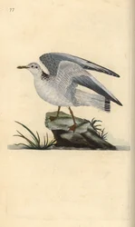 Gaviota cana, Larus canus. Grabado en cobre coloreado a mano dibujado y grabado por Edward Donovan de su propia “Historia Natural de las Aves Británicas,” Londres