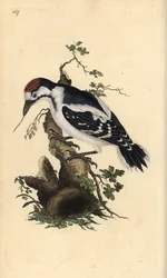 Pico mediano, Dendrocopos medius. Grabado en cobre coloreado a mano dibujado y grabado por Edward Donovan de su propia “Historia Natural de las Aves Británicas”, Londres