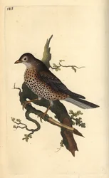 Zorzal charlo, Turdus viscivorus